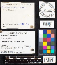 Boletinellus merulioides image