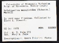 Boletinellus merulioides image