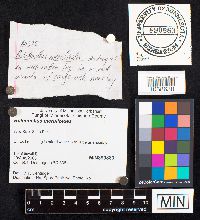 Boletinellus merulioides image