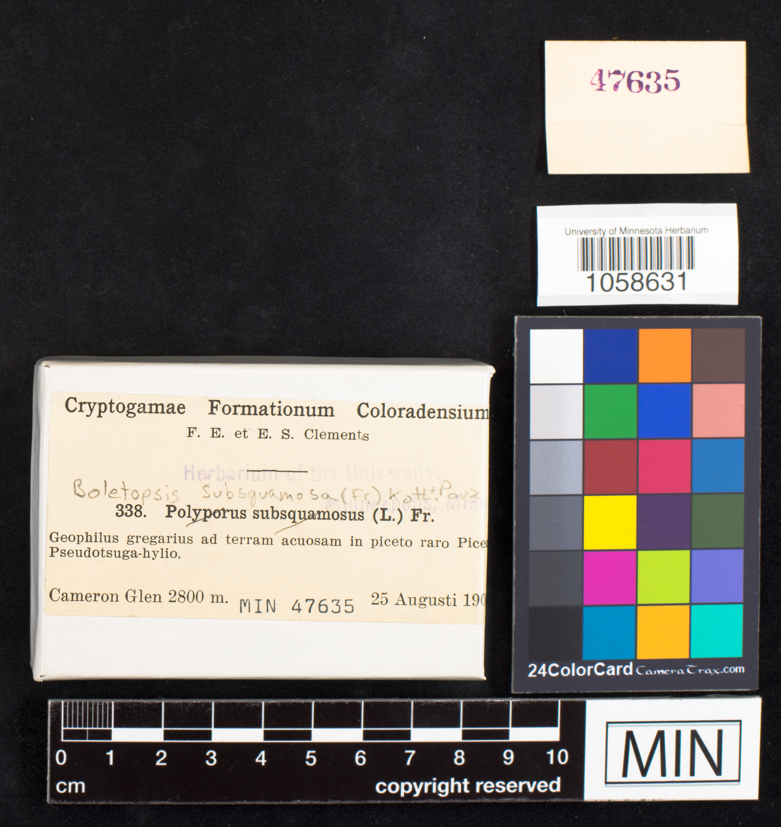 Boletopsis subsquamosa image