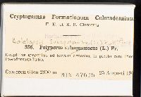 Boletopsis subsquamosa image