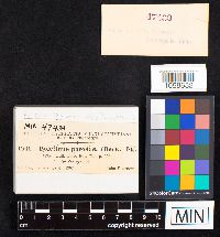 Boletinellus merulioides image