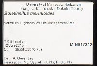 Boletinellus merulioides image