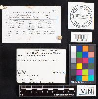 Boletinellus merulioides image