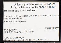 Boletinellus merulioides image