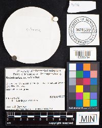 Boletinellus merulioides image