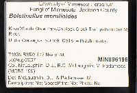 Boletinellus merulioides image