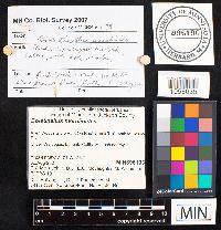 Boletinellus merulioides image