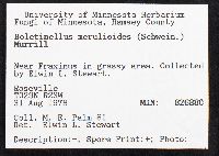 Boletinellus merulioides image