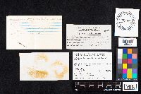 Boletinellus merulioides image