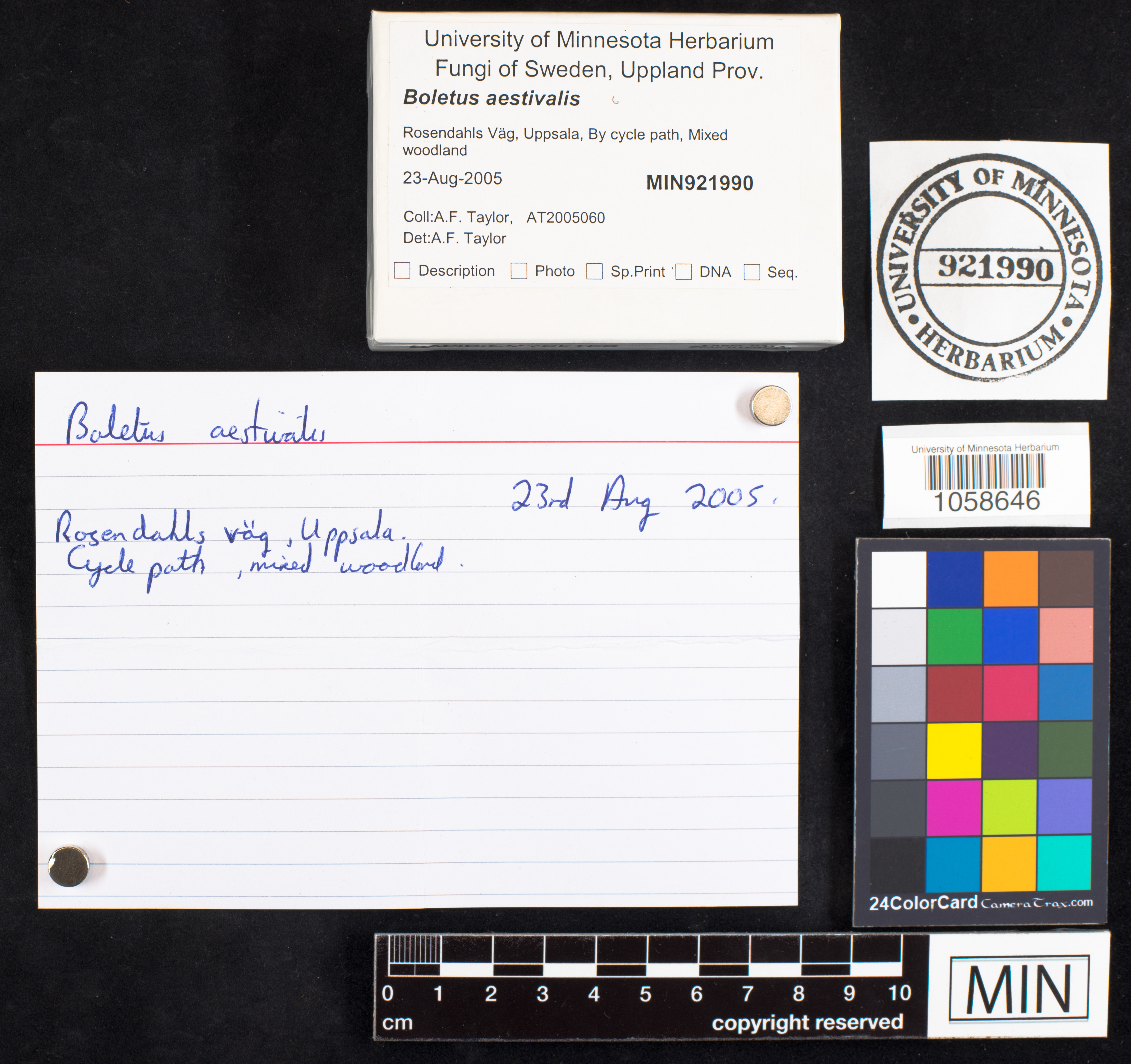 Boletus reticulatus image