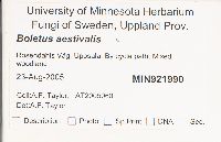 Boletus reticulatus image