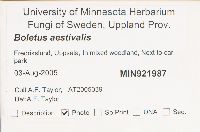 Boletus reticulatus image