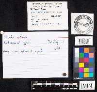 Boletus reticulatus image