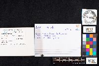 Boletus reticulatus image