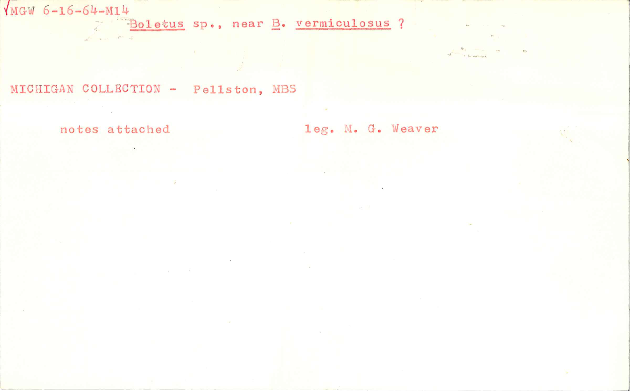 Boletus vermiculosus image