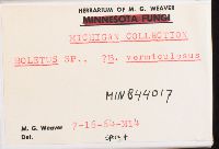 Boletus vermiculosus image