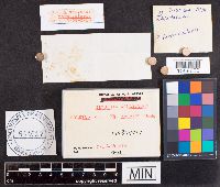 Boletus vermiculosus image