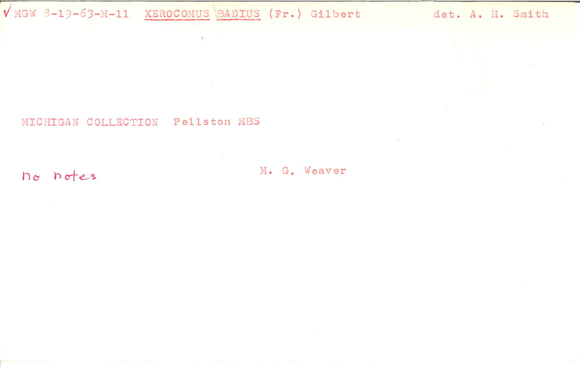 Boletus badius image