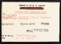 Boletus badius image