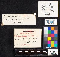 Boletus badius image