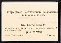 Boletus badius image