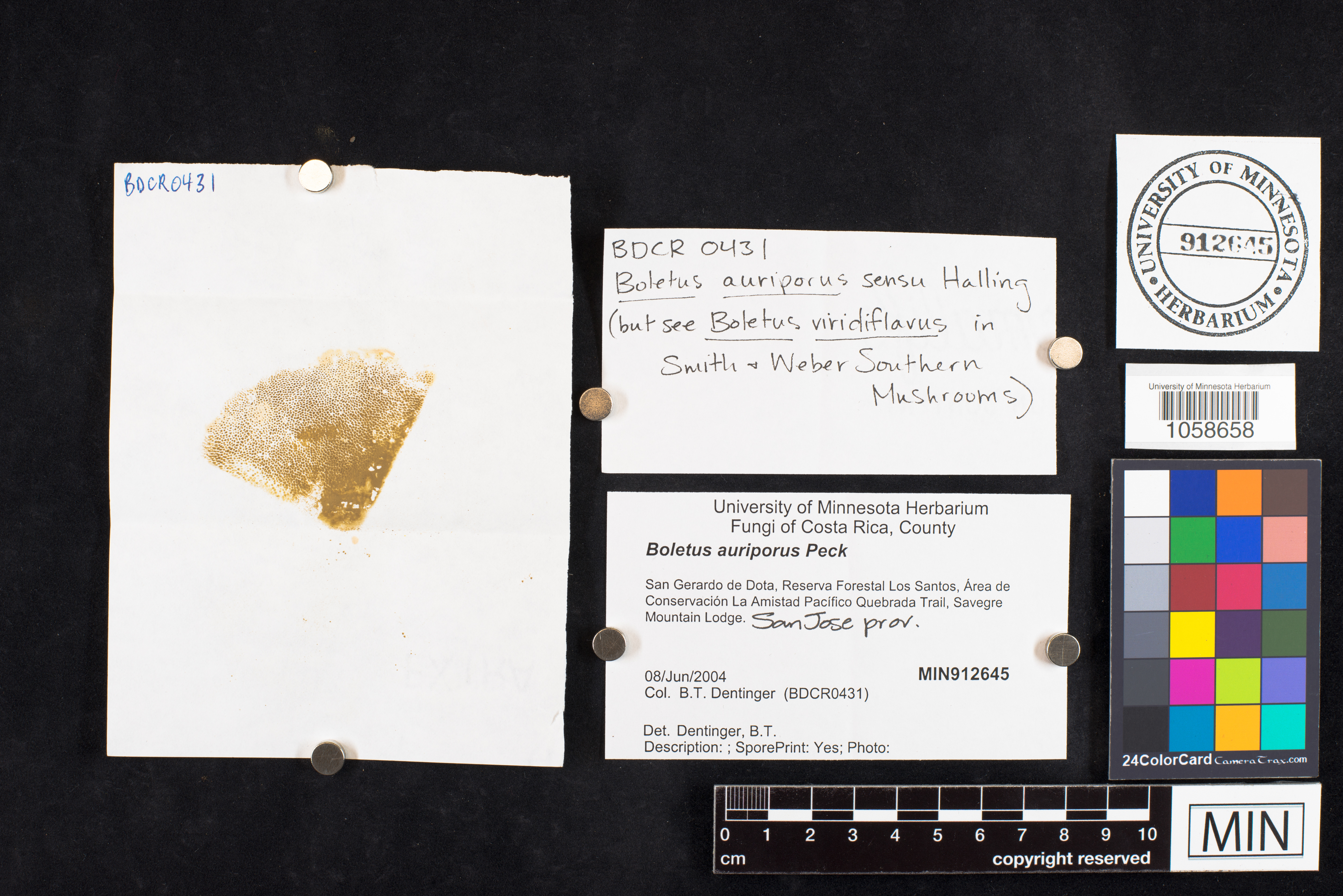 Boletus auriporus image