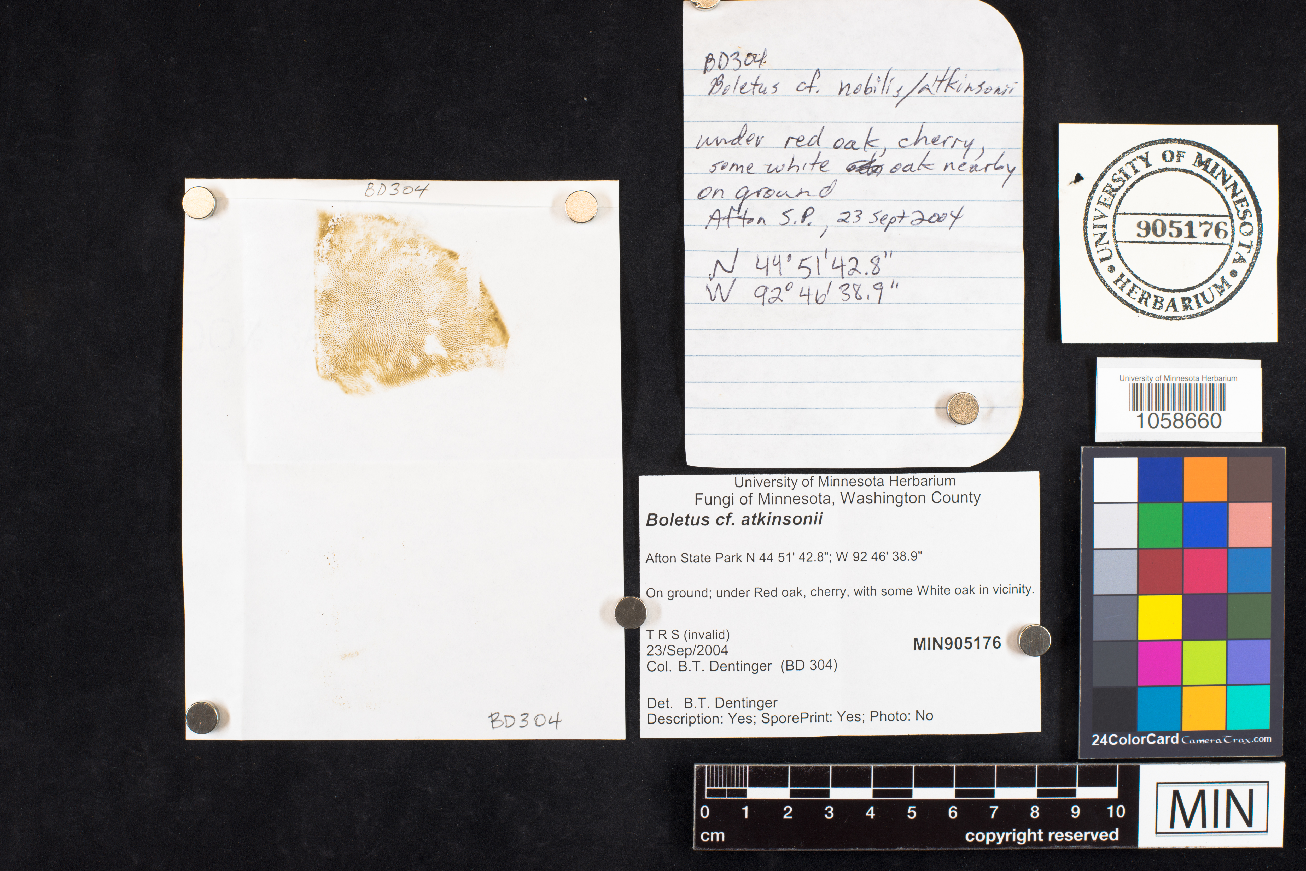 Boletus atkinsonii image