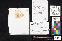 Media resource of Boletus atkinsonii