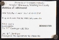 Boletus atkinsonii image