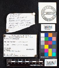 Boletus atkinsonii image