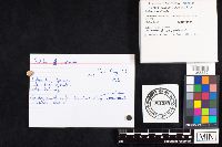 Boletus reticulatus image