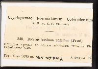 Suillus bovinus image