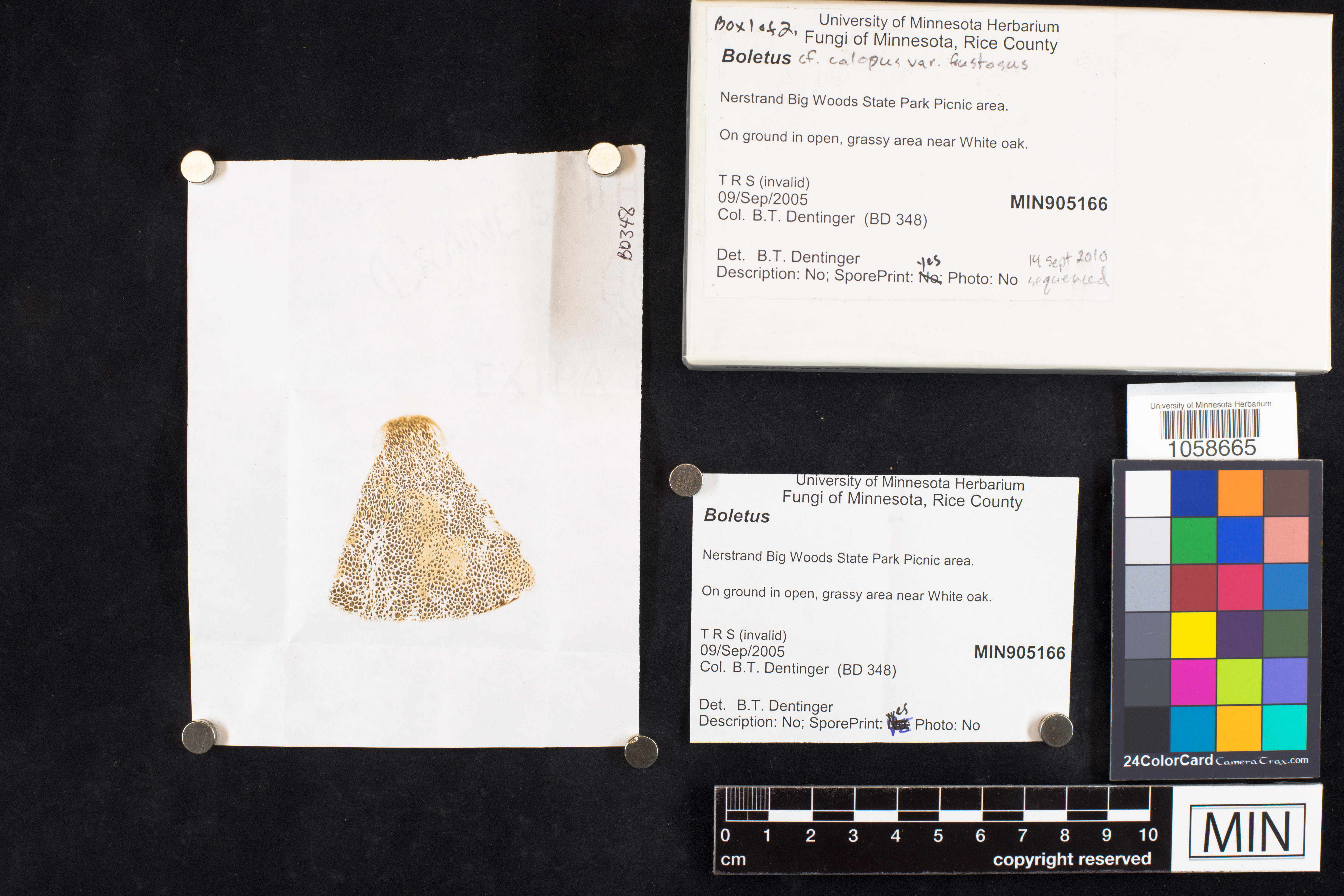 Boletus calopus var. frustosus image