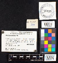 Boletochaete bicolor image