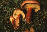 Media resource of Boletus bicolor