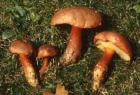 Boletochaete bicolor image