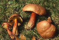 Boletochaete bicolor image