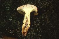 Boletochaete bicolor image