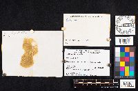 Boletochaete bicolor image