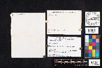 Boletochaete bicolor image