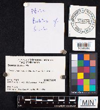 Boletochaete bicolor image