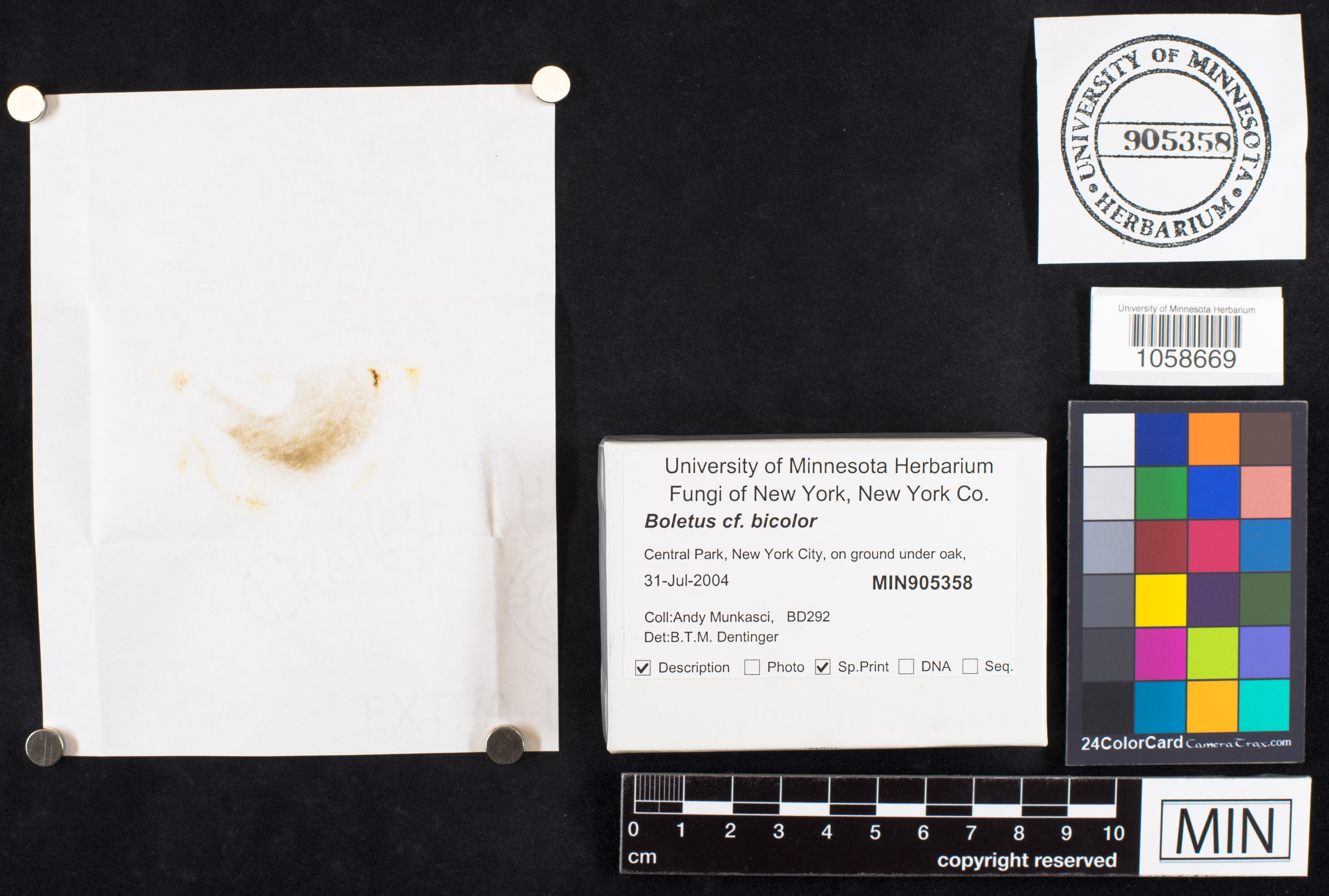 Boletochaete bicolor image