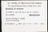 Boletochaete bicolor image