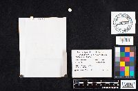 Boletochaete bicolor image