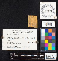 Boletochaete bicolor image