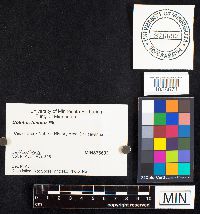 Boletochaete bicolor image