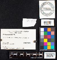 Boletochaete bicolor image