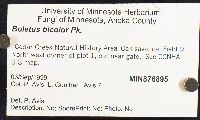 Boletochaete bicolor image
