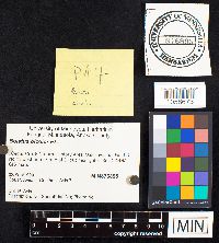 Boletochaete bicolor image